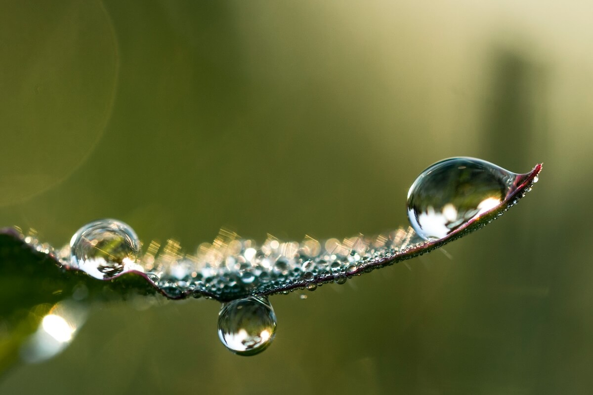 Achtsamkeit ist, die Wassertropfen auf einem Blatt zu vermerken