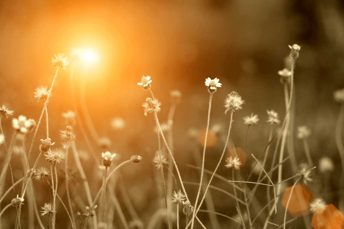 Blühende Gräser in der Abendsonne