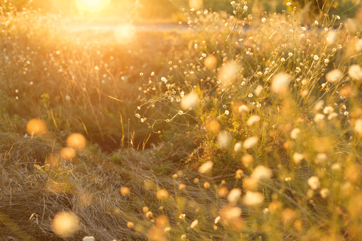 Goldene Sommerwiese mit Lichtpunkten
