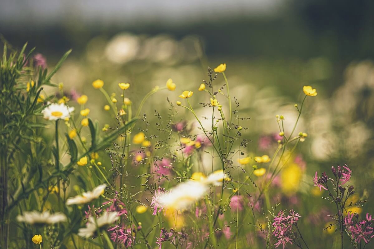 Gute Sommerblumen in einem warmen Abendlicht.