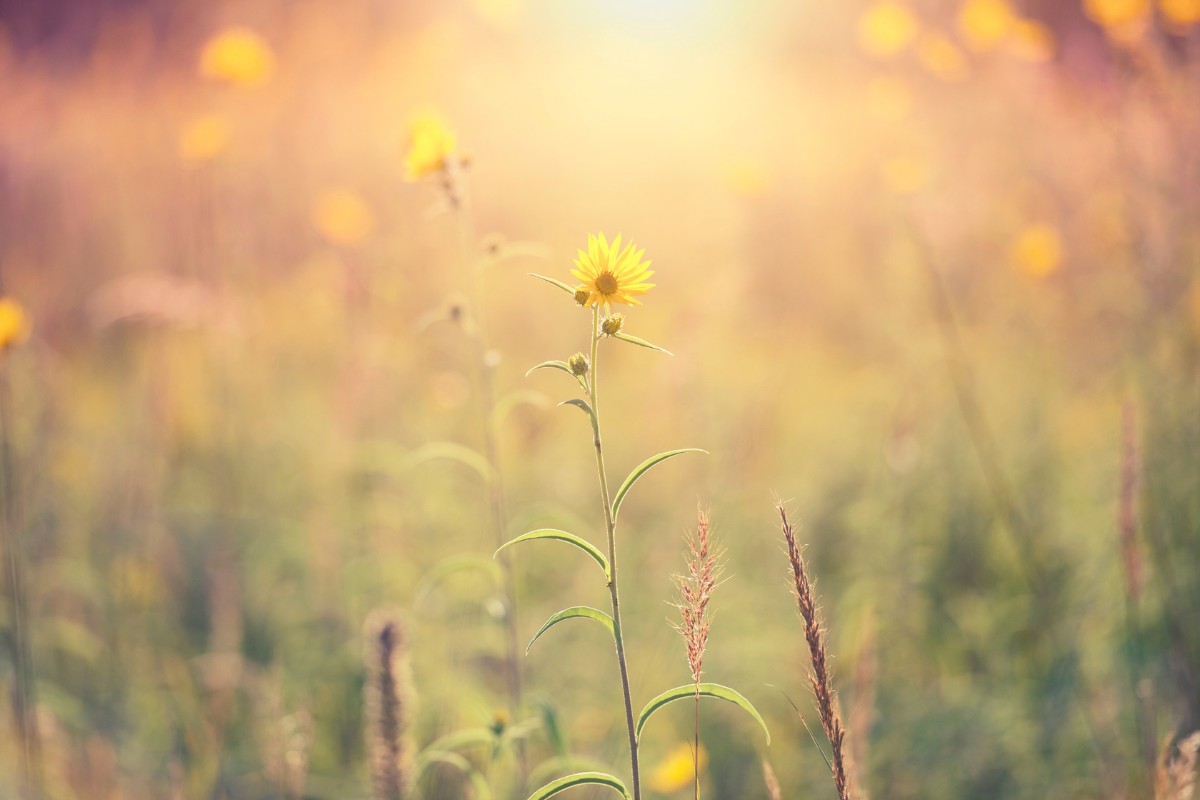 Gelbe Blüten, die auf einer sommerlichen Wiese herausstechen