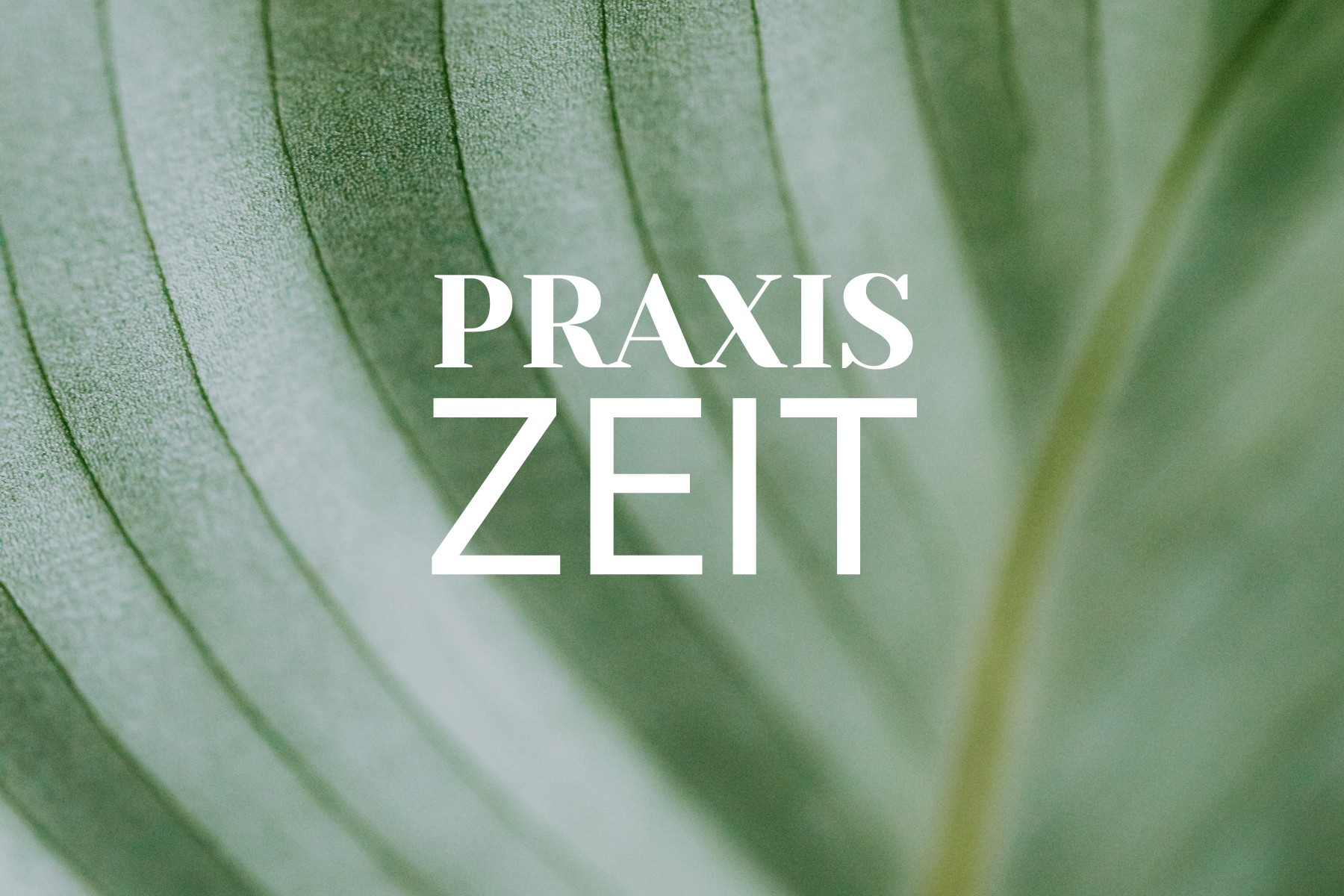 Ein grünes Blatt in der Nahaufnahme, so dass man alle Strukturen sehen kann