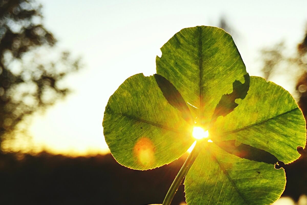 Ein Kleeblatt im Sonnenlicht