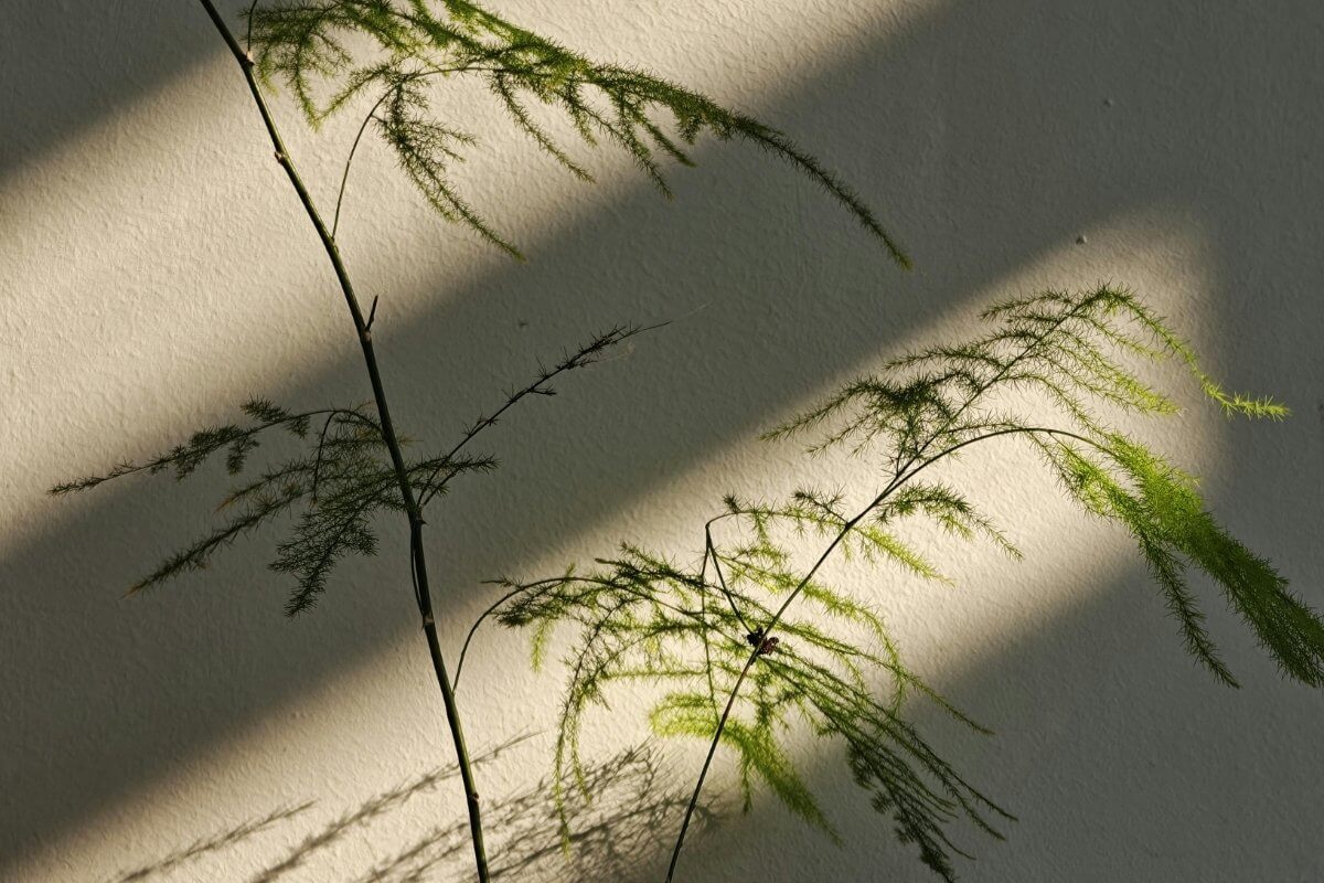 Eine Zimmerpflanze vor einer sonnengeschienenen Wand im Schatten